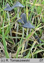 Coprinopsis macrocephala (czernidłak wełnistotrzonowy)