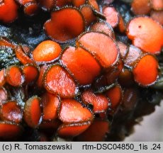 Cheilymenia rubra