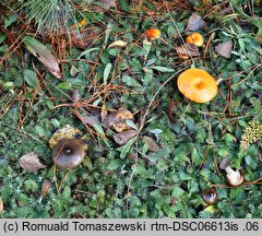 Hygrophorus hypothejus (wodnicha późna)