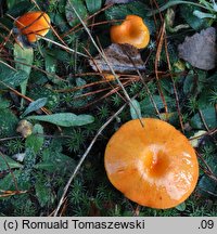 Hygrophorus hypothejus (wodnicha późna)