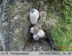 Coprinopsis insignis