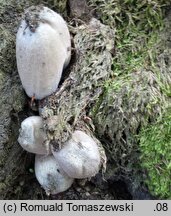 Coprinopsis insignis