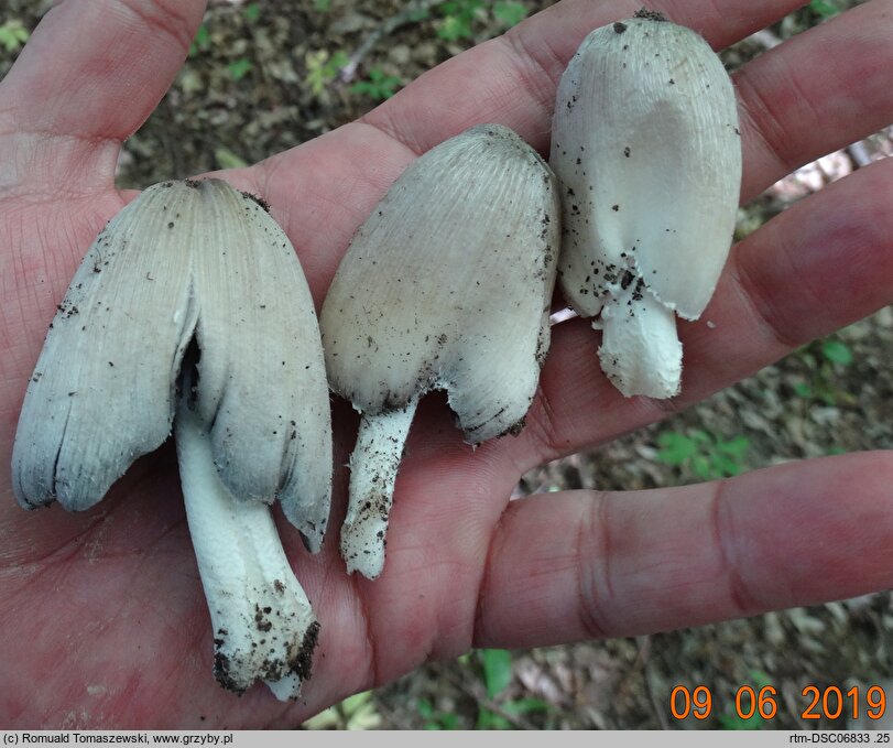 Coprinopsis insignis