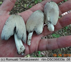 Coprinopsis insignis