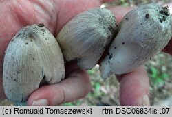 Coprinopsis insignis