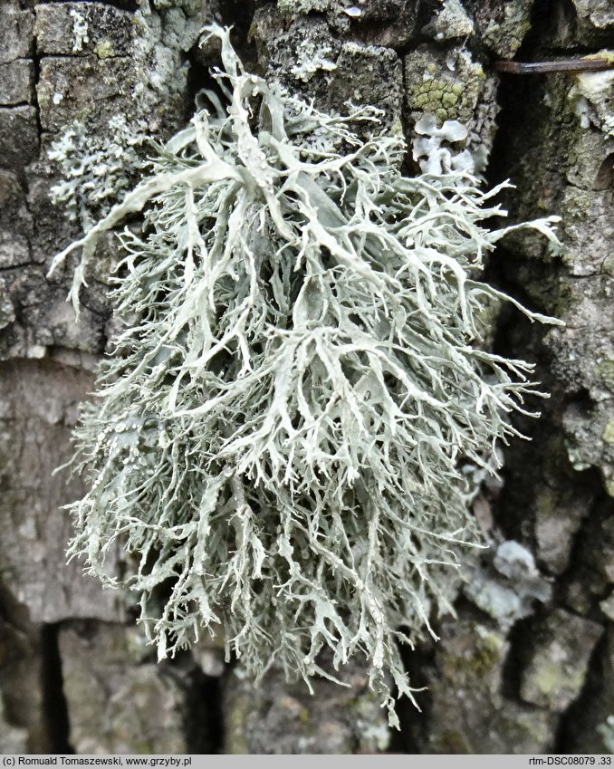 Ramalina farinacea (odnożyca mączysta)