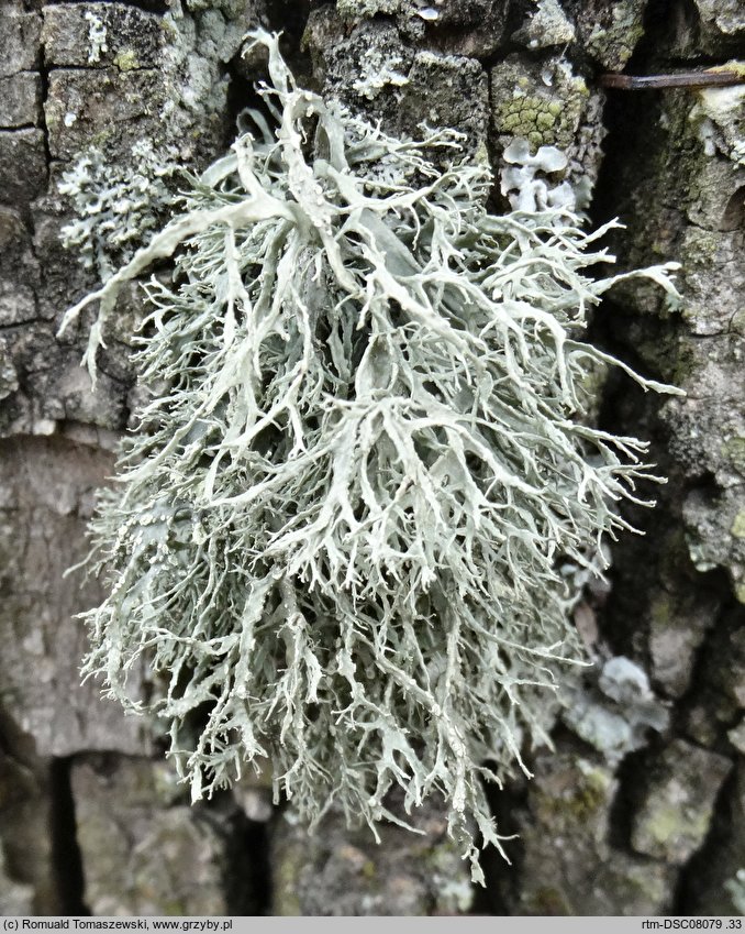 Ramalina farinacea (odnożyca mączysta)