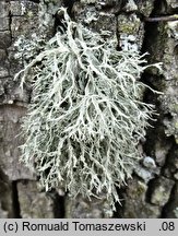 Ramalina farinacea (odnożyca mączysta)