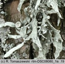 Ramalina fraxinea (odnożyca jesionowa)