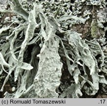 Ramalina fraxinea (odnoÅ¼yca jesionowa)