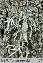 Ramalina fraxinea (odnożyca jesionowa)