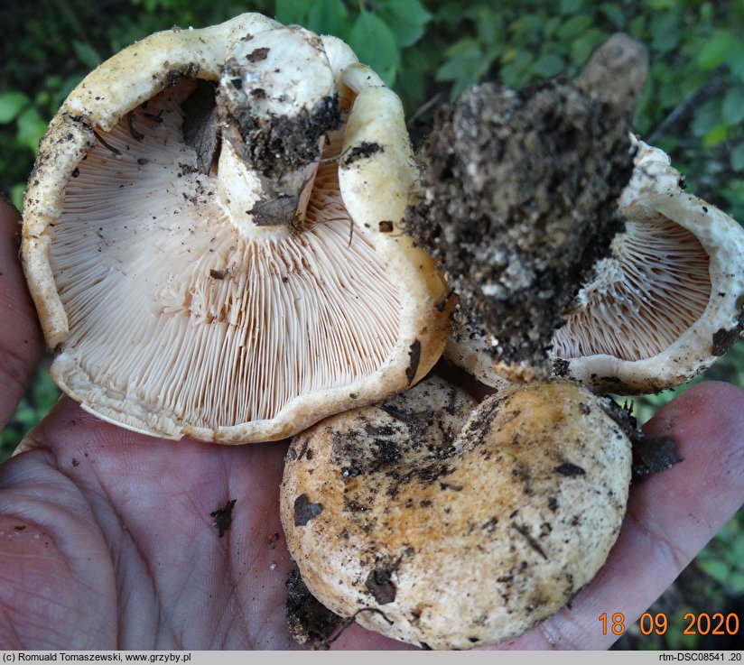 Lactarius acerrimus (mleczaj najostrzejszy)