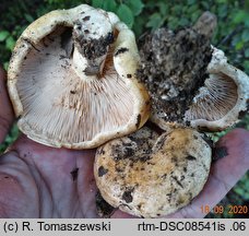 Lactarius acerrimus (mleczaj najostrzejszy)