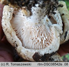 Lactarius acerrimus (mleczaj najostrzejszy)