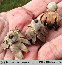 Geastrum campestre (gwiazdosz szorstki)