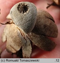 Geastrum campestre (gwiazdosz szorstki)