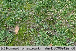 Geastrum campestre (gwiazdosz szorstki)