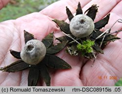 Geastrum campestre (gwiazdosz szorstki)