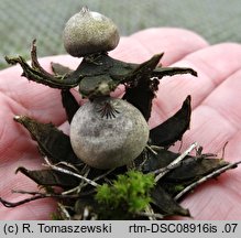 Geastrum campestre (gwiazdosz szorstki)