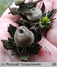 Geastrum campestre (gwiazdosz szorstki)