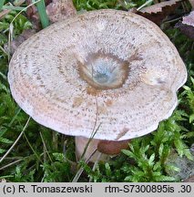 Lactarius quieticolor (mleczaj niebieszczejący)