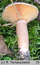 Lactarius quieticolor (mleczaj niebieszczejący)