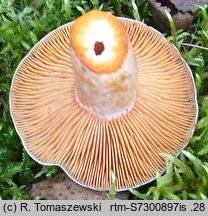 Lactarius quieticolor (mleczaj niebieszczejący)