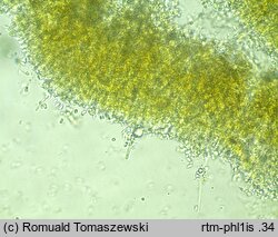 Phlebia subochracea (żylak czerwonobrązowy)