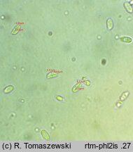 Phlebia subochracea (żylak czerwonobrązowy)