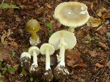 muchomor zielonawy, muchomor sromotnikowy, Amanita phalloides