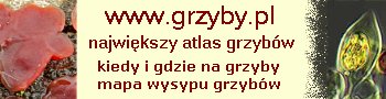 grzyby.pl