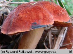 Suillellus queletii (modroborowik gładkotrzonowy)