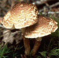 Lepiota castanea (czubajeczka kasztanowata)