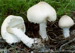 Lepiota cortinarius