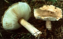 Lepiota cortinarius