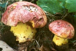 Butyriboletus regius (masłoborowik królewski)