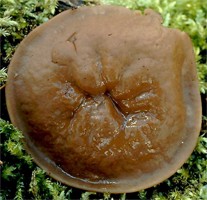 Discina ancilis (krążkownica wrębiasta)