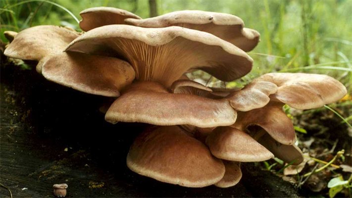 Lepiota clypeolaria (czubajeczka tarczowata)