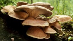 Lepiota clypeolaria (czubajeczka tarczowata)