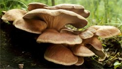 Lepiota clypeolaria (czubajeczka tarczowata)