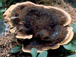 Phaeolus schweinitzii (murszak rdzawy)