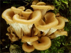 Lepiota clypeolaria (czubajeczka tarczowata)