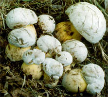 Boletus albidus