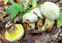 Boletus albidus