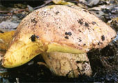 Cortinarius violaceus ssp. violaceus (zasłonak fioletowy typowy)