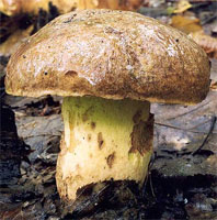 Cortinarius violaceus ssp. violaceus (zasłonak fioletowy typowy)