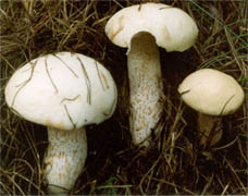 Suillus placidus (maślak wejmutkowy)