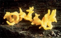 Calocera cornea (pięknoróg szydłowaty)