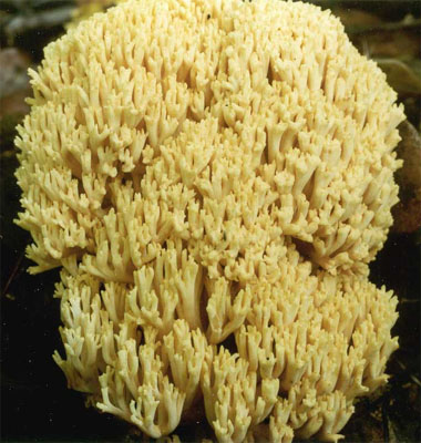 Ramaria flava (koralówka żółta)