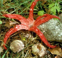 Clathrus archeri (okratek australijski)